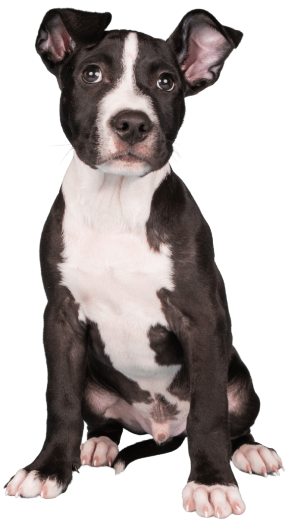 Clarion Crossing Pet Friendly Apartments